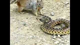 Белка vs змея(Белка vs змея Моя партнерская программа VSP Group. Подключайся! https://youpartnerwsp.com/ru/join?697., 2012-03-29T13:46:48.000Z)