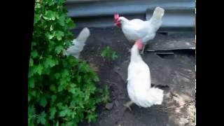 Курица против змеи.(Куры нашли где-то небольшую змейку и таскают ее по огороду. Змея видимо, вылезла на солнышко погреться.Куры. 2016-05-08T15:58:52.000Z)