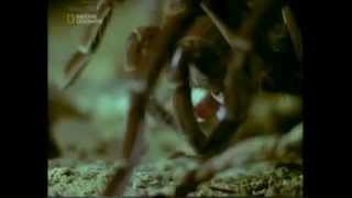 Птицеед ест змею.(Мой блог про содержание экзотических животных в домашних условиях. http://ekzotika-doma.ru/ Содержание змей, черепах. 2013-10-10T10:37:29.000Z)