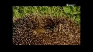 Садовый воин. Тайная жизнь европейского ежа(Фильм о жизни и пользе обычных ёжиков., 2013-02-04T06:35:09.000Z)