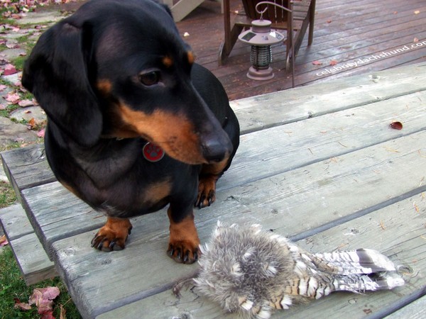 Фотогаллерея охота с таксой фото - 4