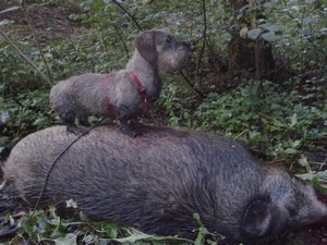 Особенности охотничьих навыков породы