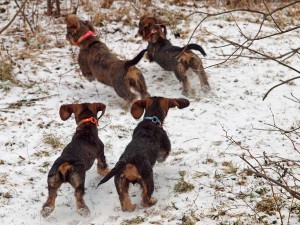 Советы по охоте с таксой