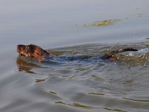 Особенности породы