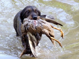 Тонкости охоты на птицу