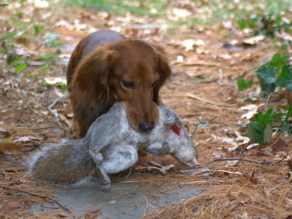Фотогаллерея охота с таксой фото - 1