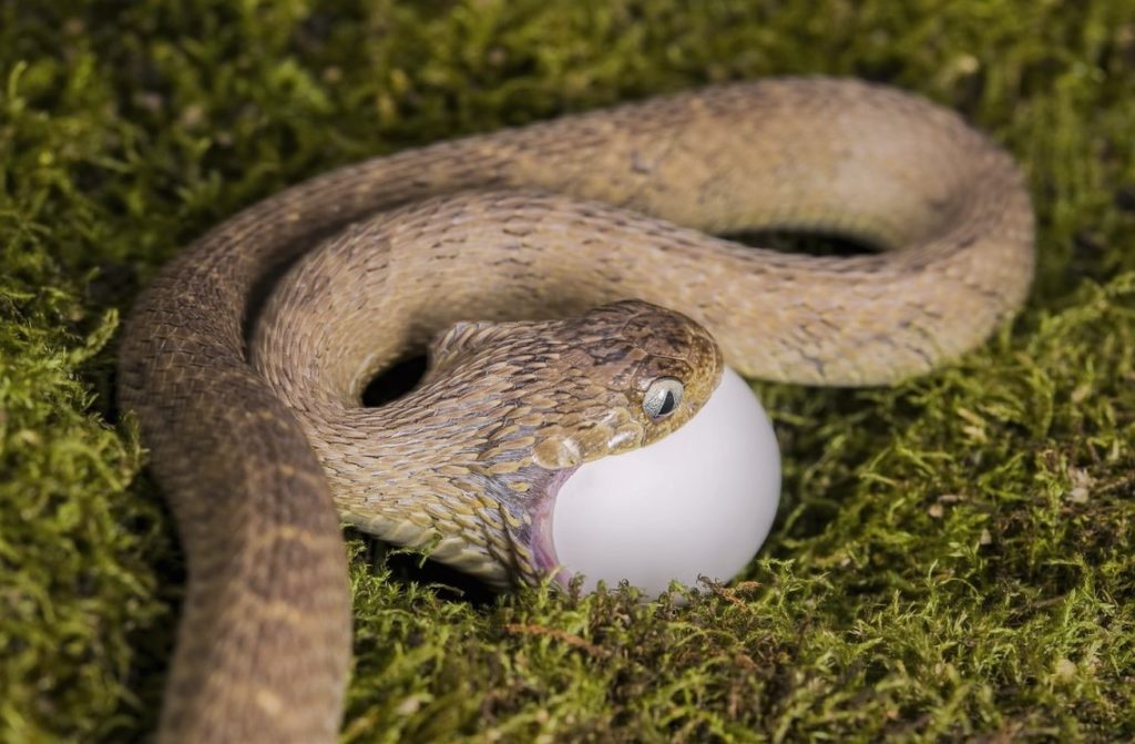 Африканский яйцеед