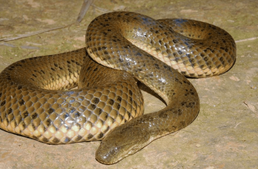 Рисовая змея