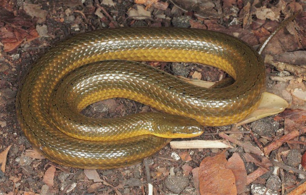 Болотный полоз