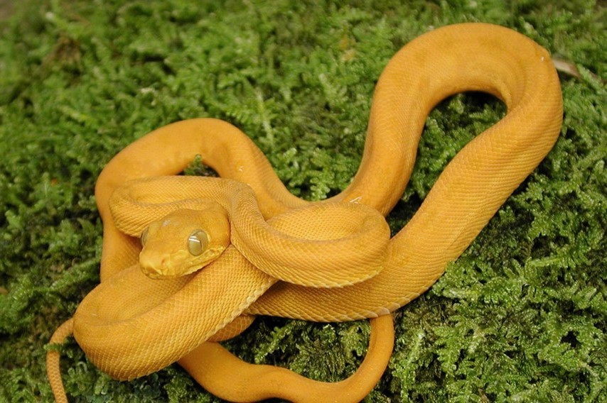 Садовый удав