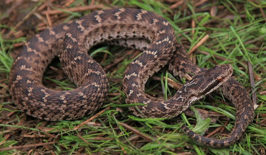 Щитомордник