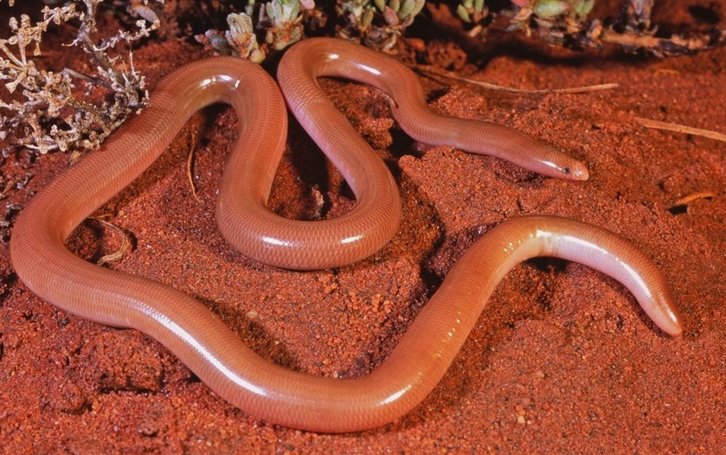 Червеобразная змея