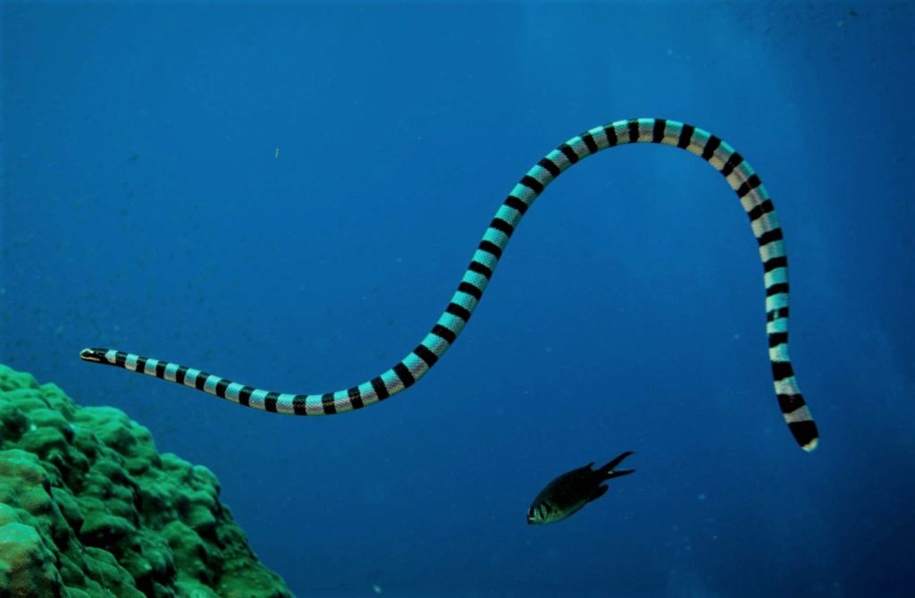 Морская змея Белчера