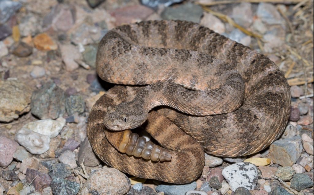 Тигровый гремучник