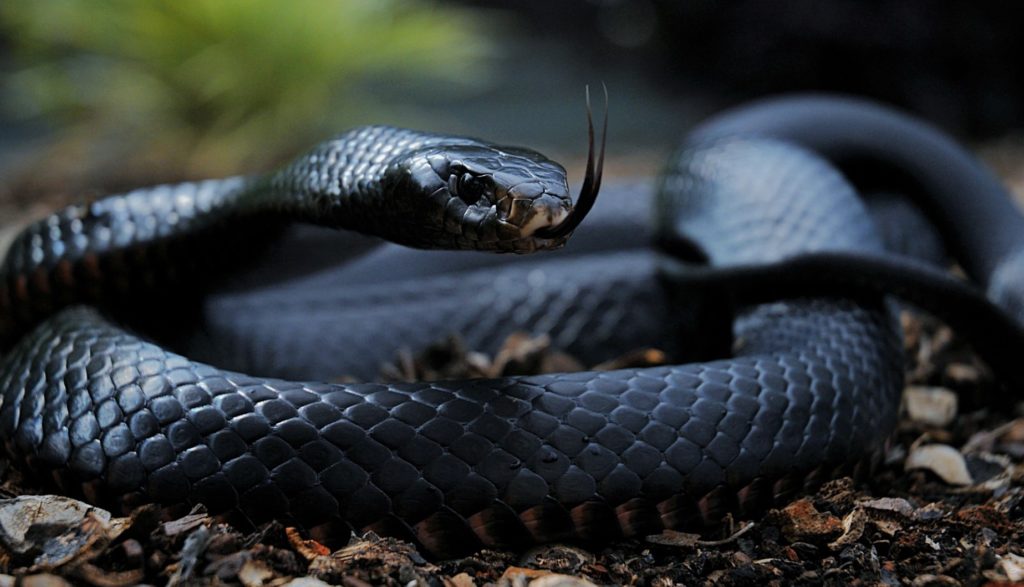 Черная мамба