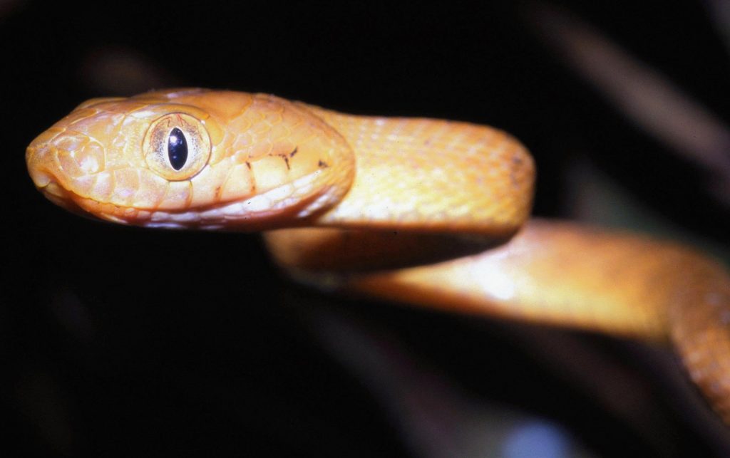 Коричневая бойга