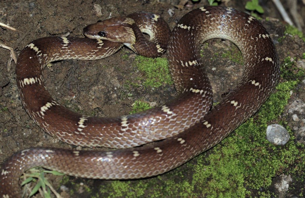 Домовый волкозуб