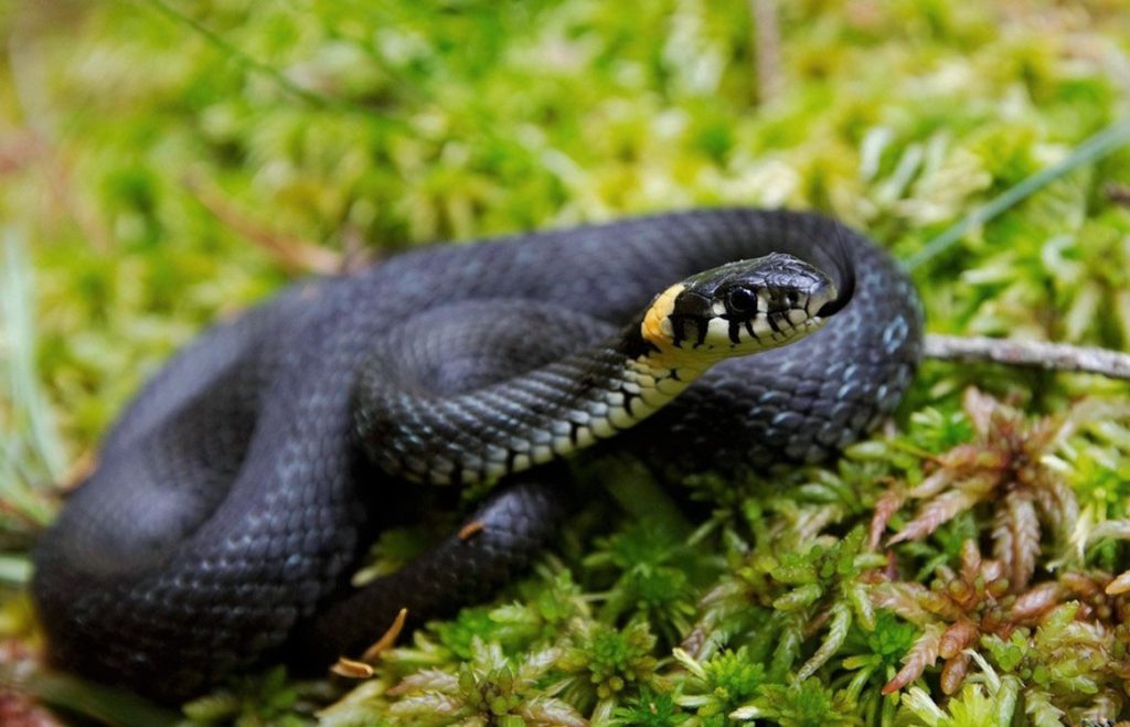 Обыкновенный уж