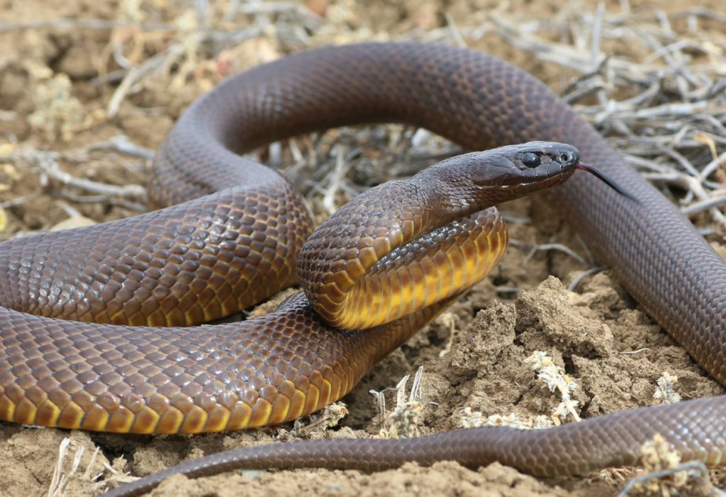 Тайпан Маккоя