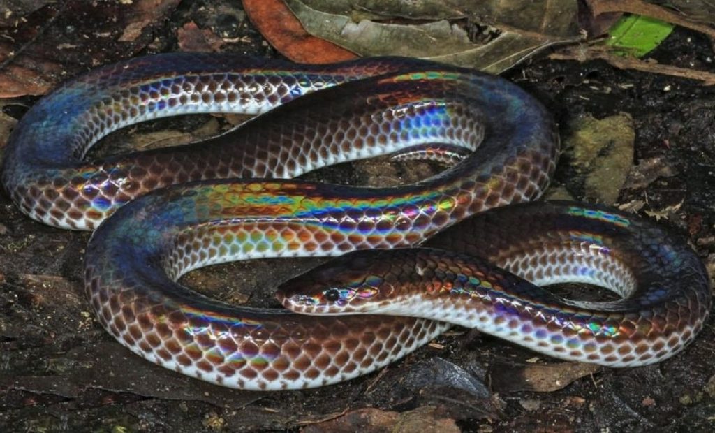 Лучистая змея