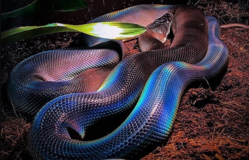 Белогубый питон