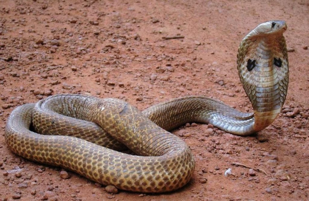 Филиппинская кобра