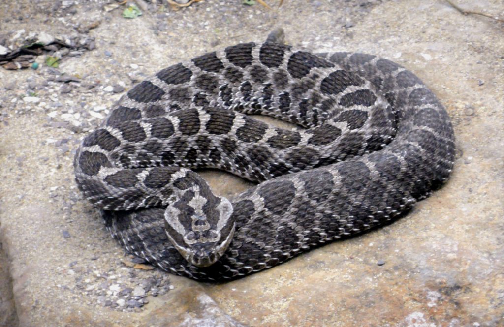 Цепочный карликовый гремучник