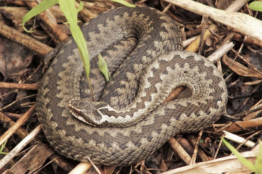 Обыкновенная гадюка