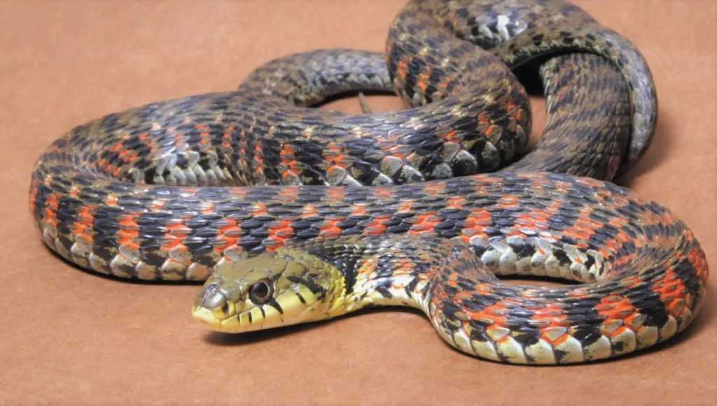 Тигровый уж