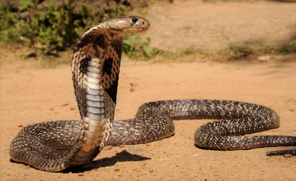 Очковая змея