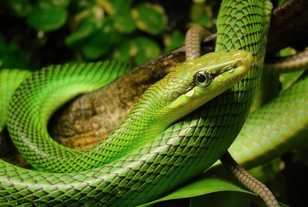 Медянка краснохвостая