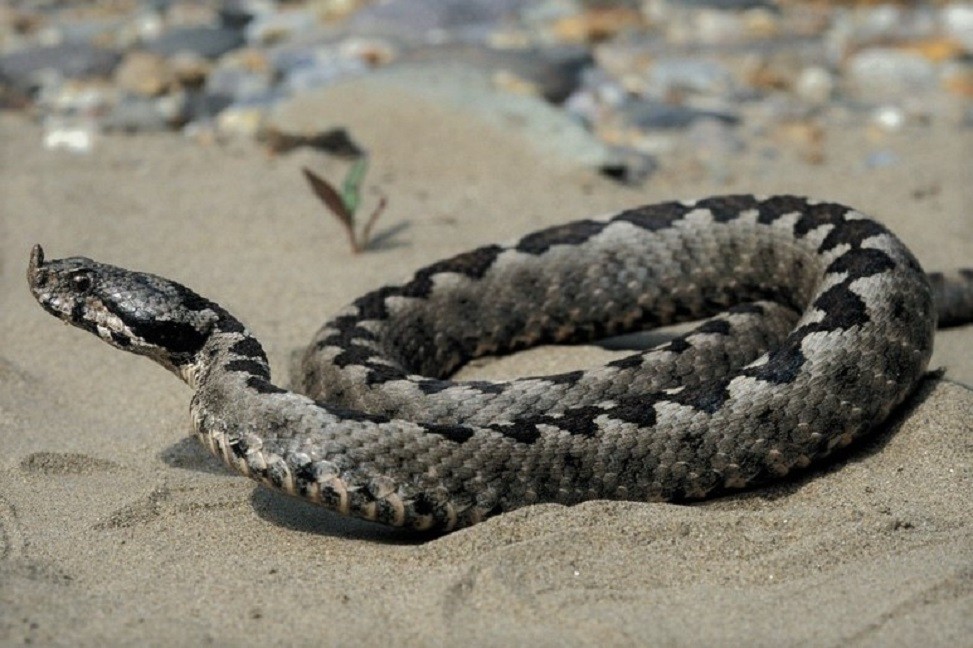 Носатая гадюка