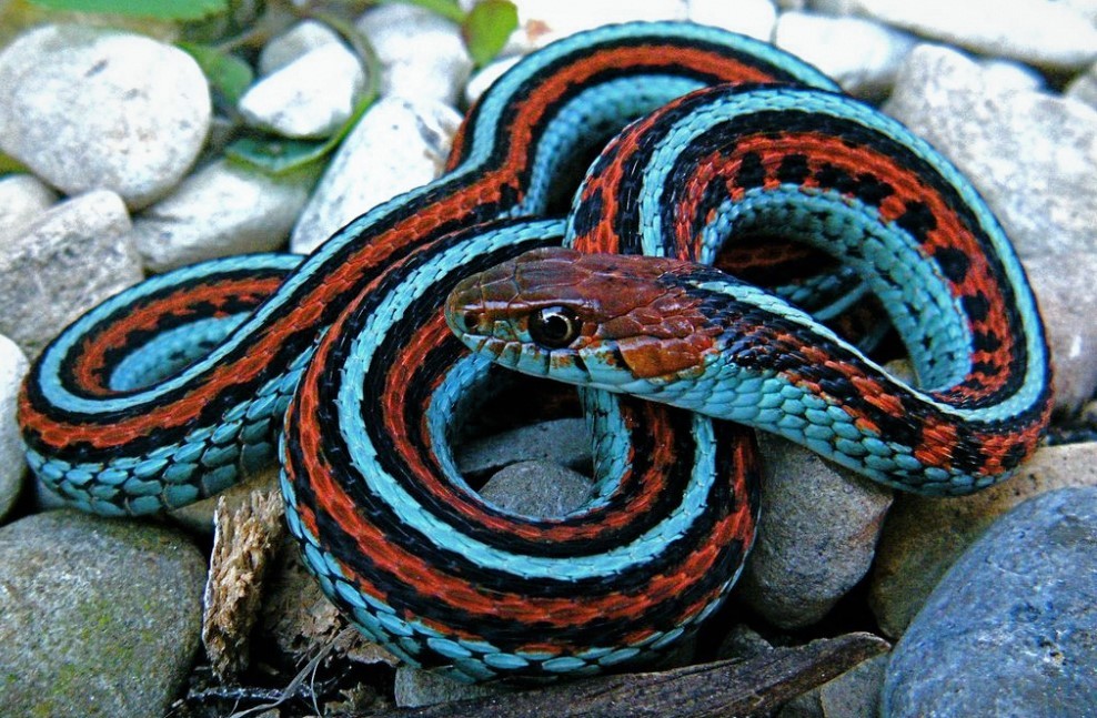 Подвязочная змея