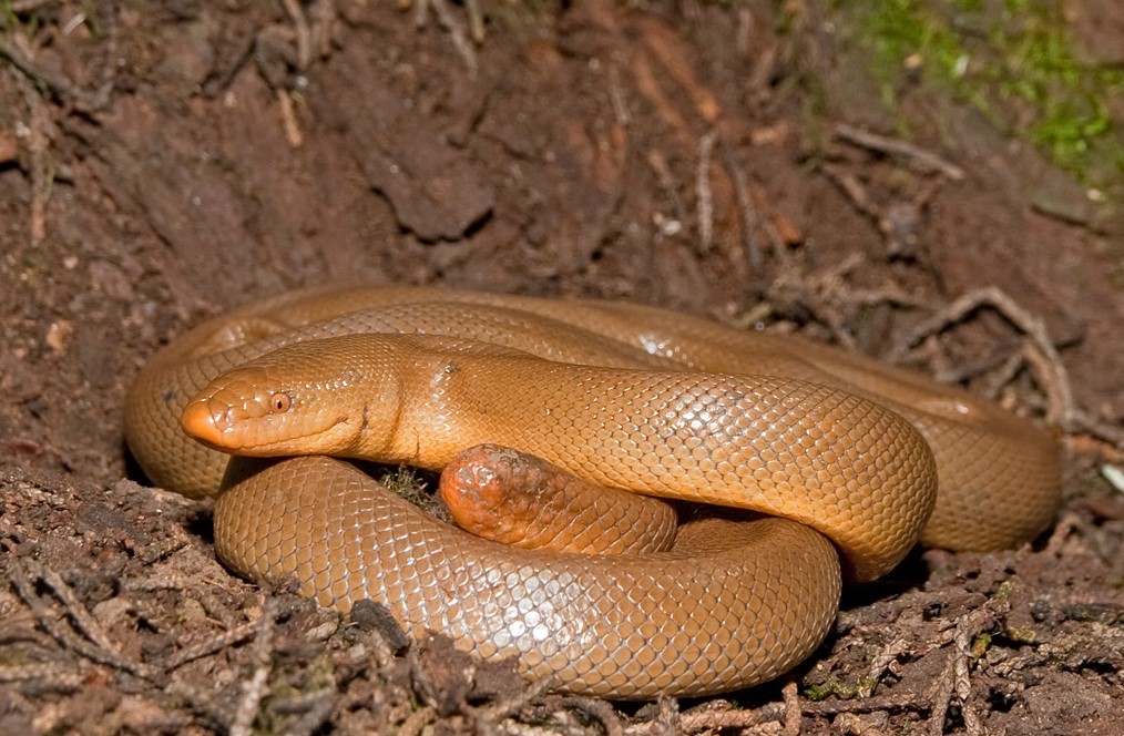 Резиновая змея