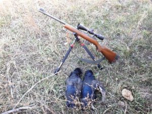 С каким калибром можно охотиться на боровую дичь 2019