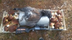 С каким калибром можно охотиться на боровую дичь 2019