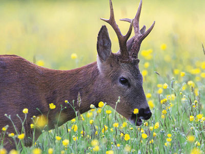 Рогатая косуля
