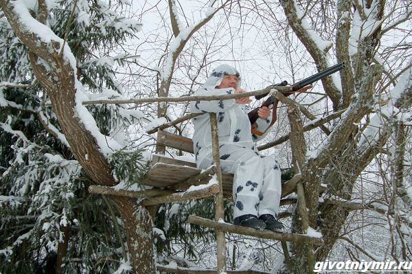 Охота-на-косулю-и-её-особенности-5