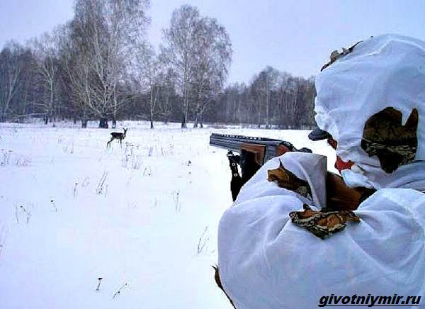 Охота-на-косулю-и-её-особенности-4