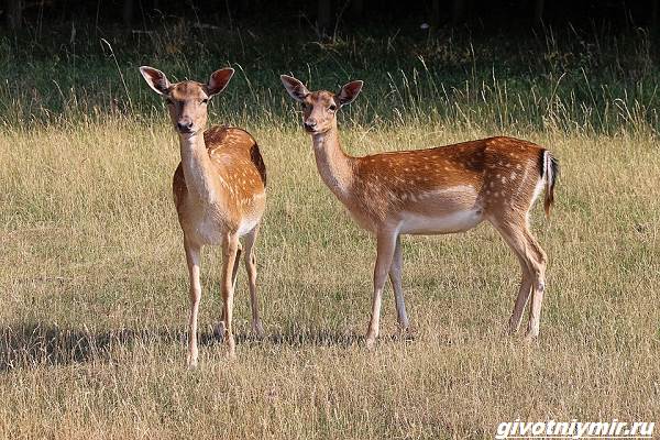 Охота-на-косулю-и-её-особенности-3