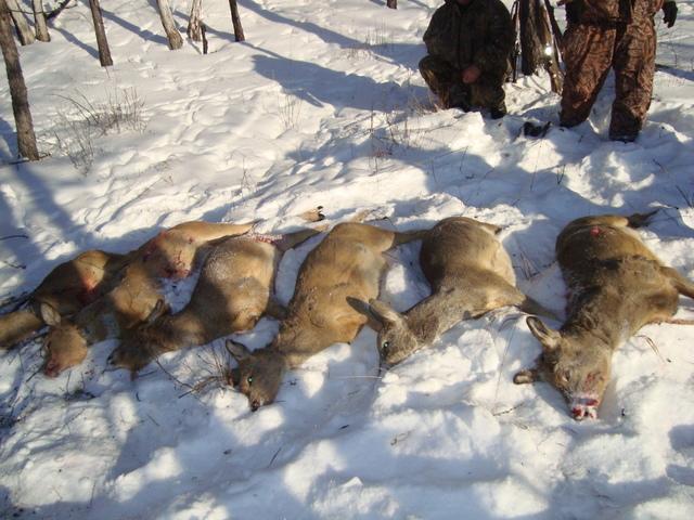 Охота на косуль зимой