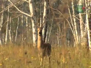Охота в кургане на косулю