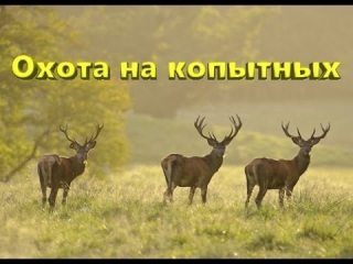 Загонная охота на косулю 2017