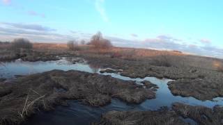 Охота на бобра. Добываю бобра(Давно, не было нового видео на Канале. Я не люблю видео с выстрелами. Но, почитав ваши комментарии и желание. 2016-10-19T19:34:40.000Z)