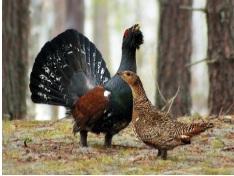 1-10 декабря Астафьевский диктант ответы на вопросы