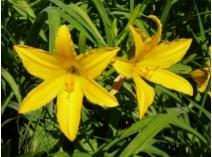 1-10 декабря Астафьевский диктант ответы на вопросы