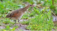 1-10 декабря Астафьевский диктант ответы на вопросы