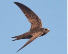 1-10 декабря Астафьевский диктант ответы на вопросы