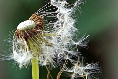 Одуванчик седой