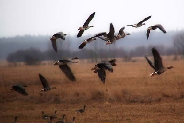 Весенняя охота на гуся, охота на гуся весной, весенняя охота на гуся 2017, открытие сезона весенней охоты на гуся, гуси, как охотиться на гуся, когда охотиться на гуся, где охотиться на гуся, манок на гуся, охота на гуся с манком, маскировка на охоте на гуся, укрытие на охоте на гуся, охота на гуся с профилями, охота на гуся с чучелами, тактика охоты на гуся, ружья и патроны для охоты на гуся, серый гусь, белолобый гусь, гусь гуменник